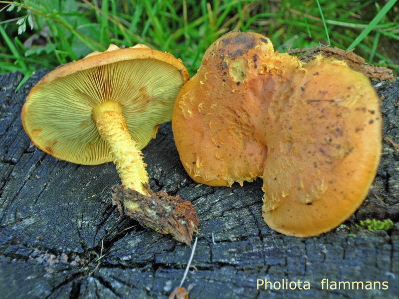 Pholiota flammans-amf1443.jpg - Pholiota flammans ; Syn: Dryophila flammans ; Non français: Pholiote incandescente